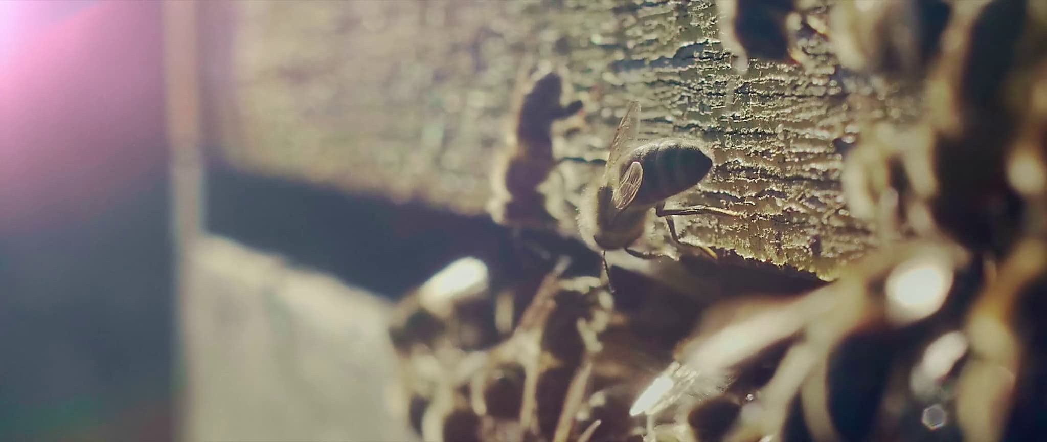 BEE OR NOT TO BE